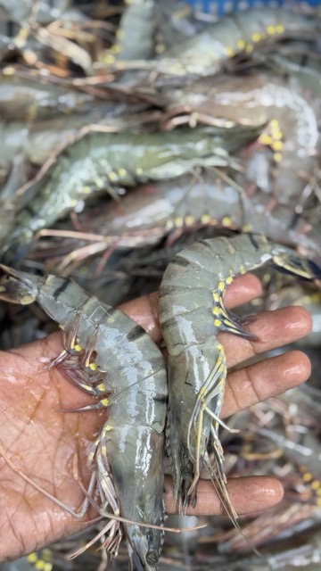 বাগদা চিংড়ি